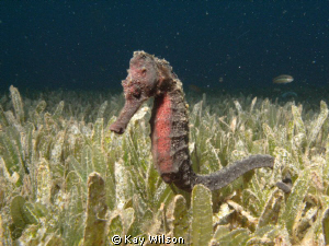 Long Snout Sea Horse.
Sea and Sea DX1G / YS110a strobe by Kay Wilson 